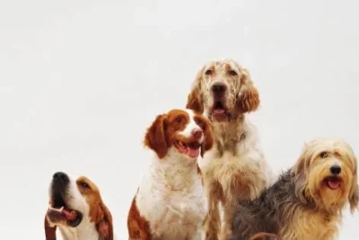 Dia Mundial do Cão: medicina preventiva faz cães viverem mais e reforça importância dos cuidados ao longo da vida
