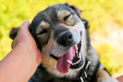 Saúde Intestinal dos Pets: Os Segredos para um Organismo Equilibrado
