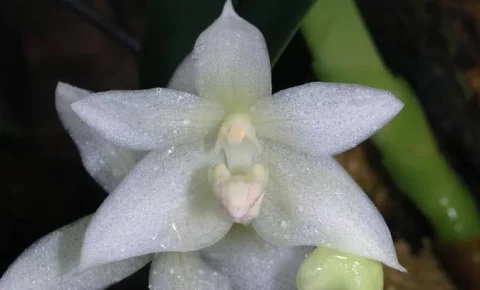Festival de Orquídeas e Plantas Ornamentais começa nesta sexta-feira em Campinas com espécies raras e oficina gratuita de cultivo