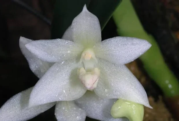 Festival de Orquídeas e Plantas Ornamentais começa nesta sexta-feira em Campinas com espécies raras e oficina gratuita de cultivo
