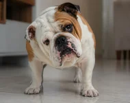 Otite em cães e gatos: quando coçar o ouvido é sinal de que algo não vai bem