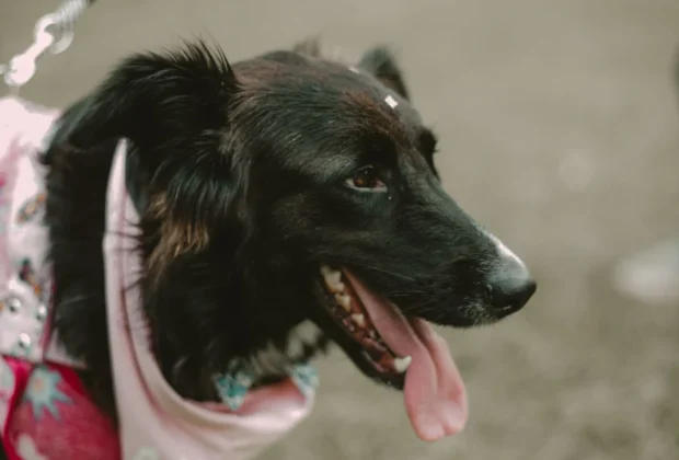 2ª Cãominhada reúne pets e famílias neste domingo em Amparo