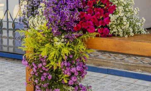 Crisântemos sem perfume conquistam novos mercados na decoração