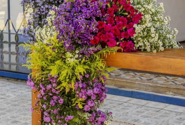 Crisântemos sem perfume conquistam novos mercados na decoração
