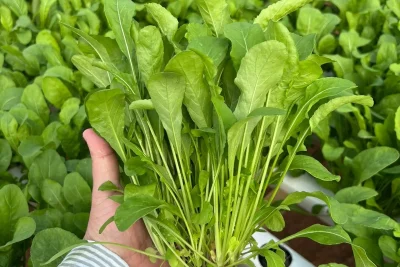 Ciclo mais rápido da rúcula favorece planejamento e rentabilidade do produtor