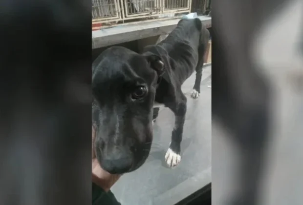 Cão é retirado de imóvel após denúncia sobre condições de cuidado em Cosmópolis