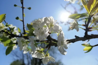 Primavera acende alerta para alergias e problemas respiratórios