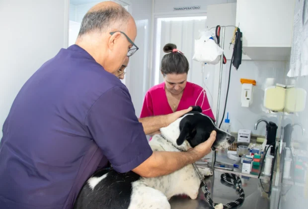 Atendimento na saúde animal cresce 71% em Jaguariúna em 2026