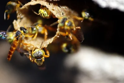 CATI reúne especialistas para debater biodiversidade, produção de alimentos e sustentabilidade em Campinas