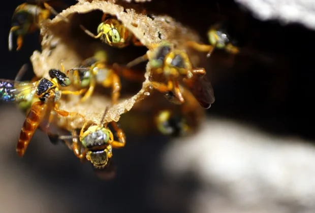 CATI reúne especialistas para debater biodiversidade, produção de alimentos e sustentabilidade em Campinas