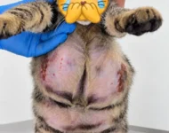 Anticoncepcional para pets não é inofensivo: um risco que ainda precisamos discutir