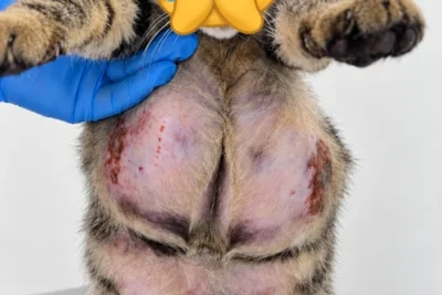 Anticoncepcional para pets não é inofensivo: um risco que ainda precisamos discutir