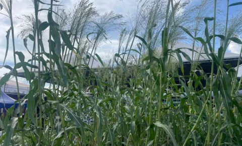 Sistema de Plantio Direto de Hortaliças promove redução do uso de água no campo
