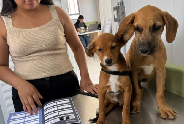 CASTRAÇÃO E VACINAÇÃO AMPLIAM A PROTEÇÃO ANIMAL EM ENGENHEIRO COELHO
