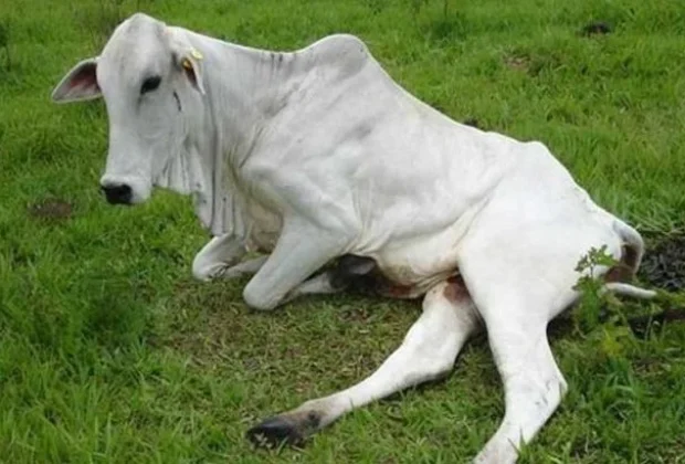 Casos de raiva em bovinos acendem alerta na zona rural de Mogi Guaçu